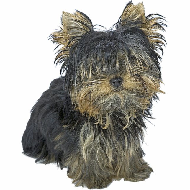 Yorkshire Terrier Cutout (Front)
