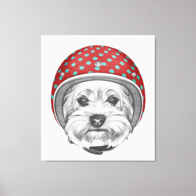 Yorkshire Terrier Daredevil Canvas Print (Front)