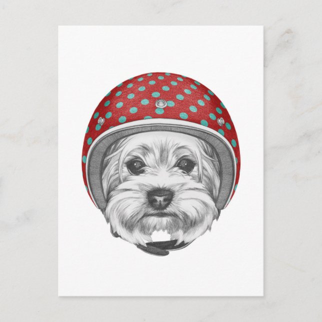 Yorkshire Terrier Daredevil Postcard (Front)