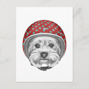 Yorkshire Terrier Daredevil Postcard
