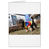 Yorkshire Terrier Dog (Front)