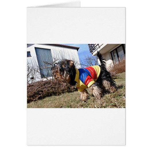 Yorkshire Terrier Dog (Front)