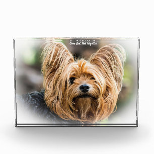Yorkshire Terrier Dog. Acrylic Award