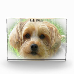Yorkshire Terrier Dog. Acrylic Award