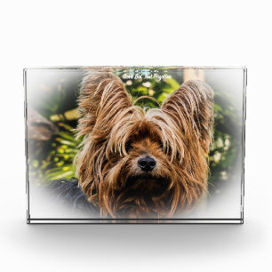 Yorkshire Terrier Dog. Acrylic Award