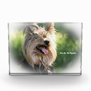 Yorkshire Terrier Dog. Acrylic Award