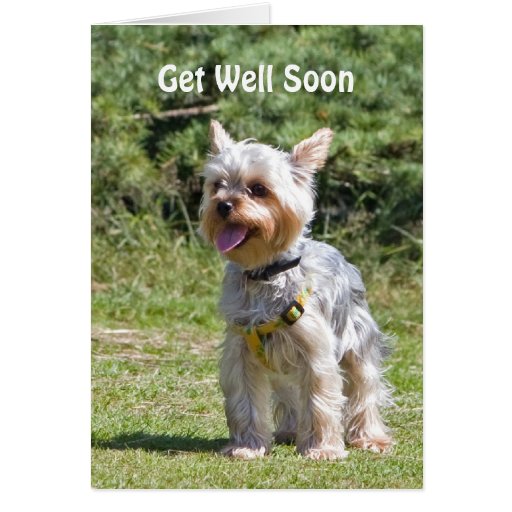 Yorkshire Terrier dog get well soon greeting card | Zazzle