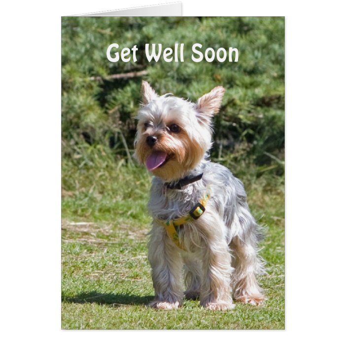 Yorkshire Terrier dog get well soon greeting card