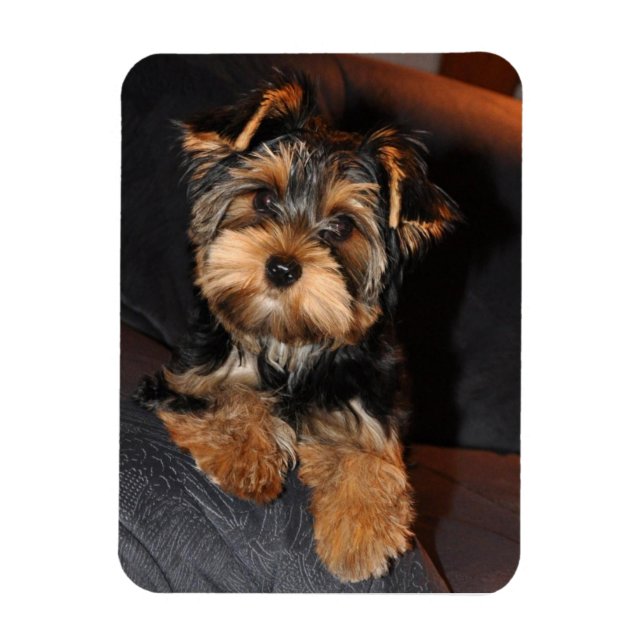 Yorkshire Terrier Dog Magnet (Vertical)