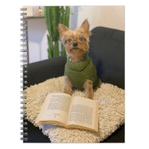 Yorkshire Terrier Dog