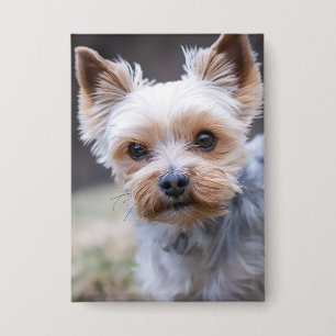 Yorkshire terrier, Dog, Pet Button