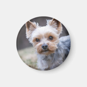 Yorkshire terrier, Dog, Pet Magnet