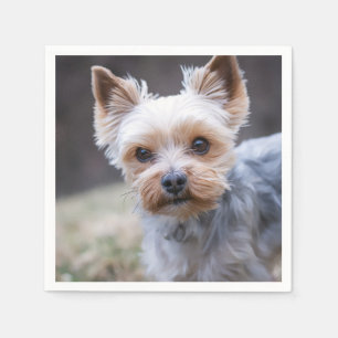 Yorkshire terrier, Dog, Pet Napkins