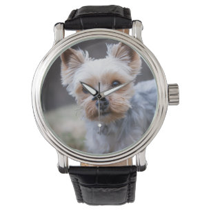 Yorkshire terrier, Dog, Pet Watch