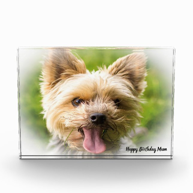 Yorkshire Terrier Dog. Photo Block (Front)