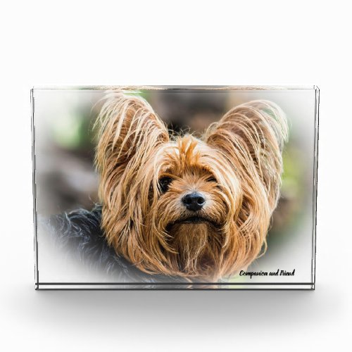 Yorkshire Terrier Dog Photo Block