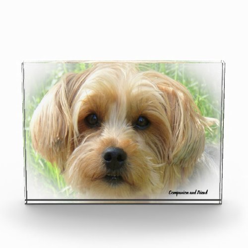 Yorkshire Terrier Dog Photo Block