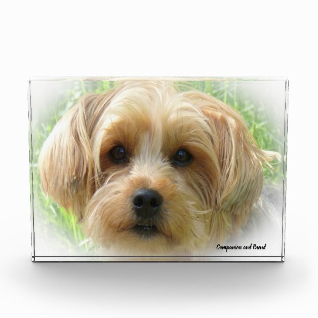 Yorkshire Terrier Dog. Photo Block (Front)