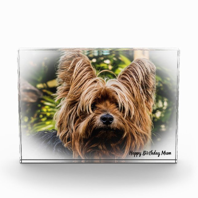 Yorkshire Terrier Dog. Photo Block (Front)