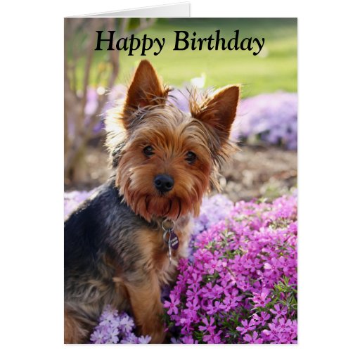 Yorkshire Terrier dog photo custom birthday card | Zazzle