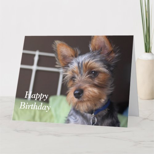 Yorkshire Terrier dog photo custom birthday card