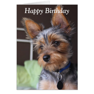 Yorkie Birthday Cards | Zazzle