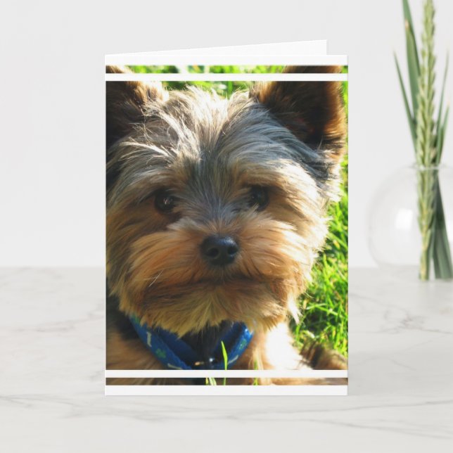 Yorkshire Terrier Greeting Card (Front)