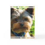 Yorkshire Terrier Greeting Card