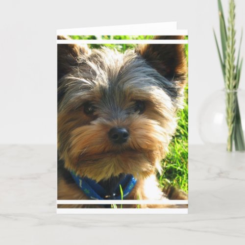 Yorkshire Terrier Greeting Card