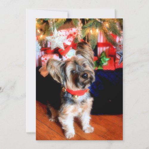 Yorkshire Terrier in bell collar with Christmas Holiday Card