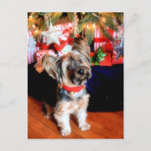 Yorkshire Terrier in bell collar with Christmas Holiday Postcard