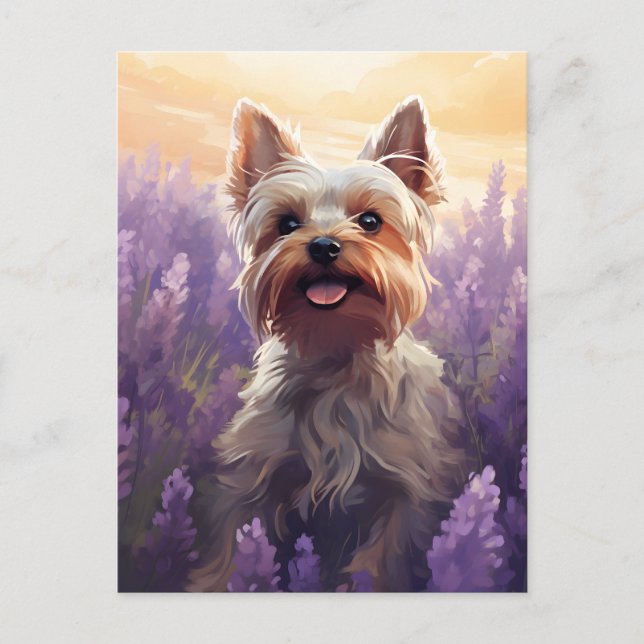 Yorkshire Terrier in Lavender field Postcard (Front)
