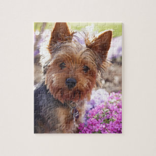 Yorkshire Terrier Jigsaw Puzzle