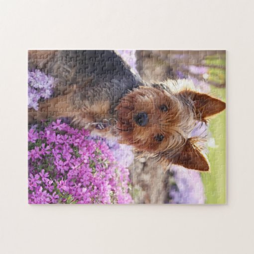 puzzle yorkshire terrier