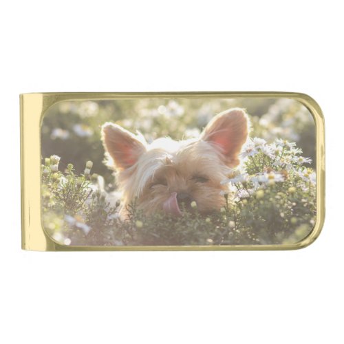 Yorkshire Terrier Laying in Sun licking lips Gold Finish Money Clip