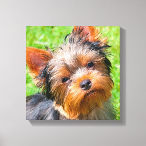 Yorkshire Terrier looking up Canvas Print