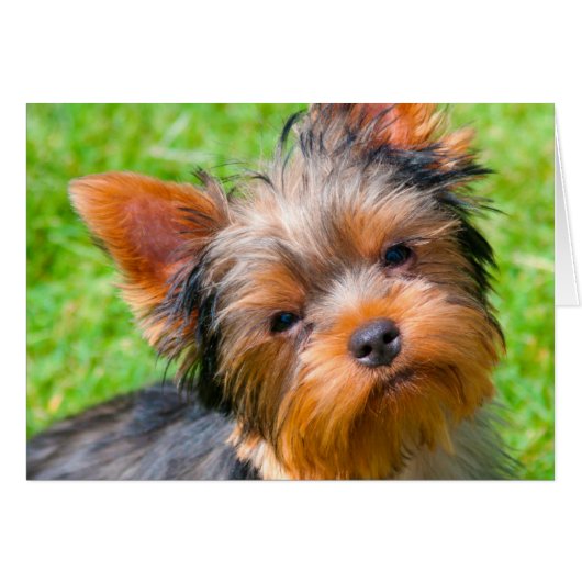 Yorkshire Terrier looking up Cards (Front Horizontal)