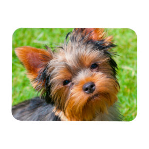 Yorkshire Terrier looking up Magnet