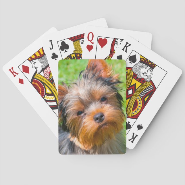 Yorkshire Terrier looking up Poker Cards (Back)