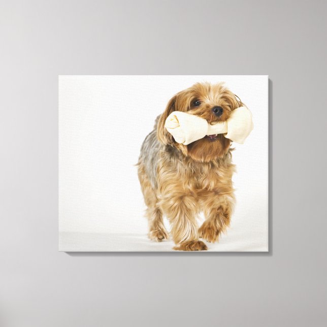 Yorkshire Terrier on white background walking Canvas Print (Front)