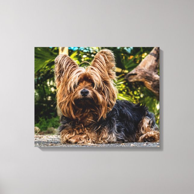 Yorkshire Terrier Photo canvas wall art (Front)