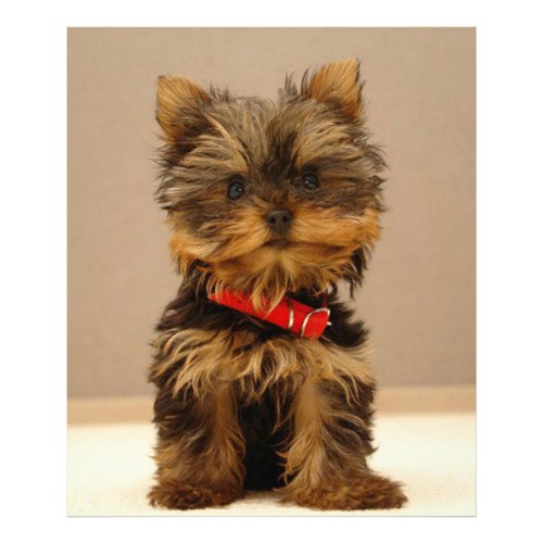 Yorkshire Terrier Photo Print