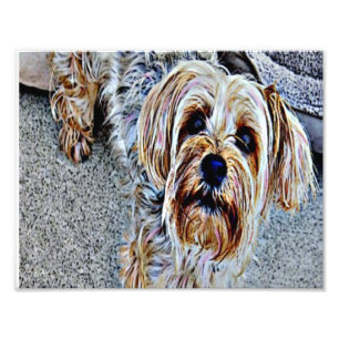 Yorkshire Terrier Photo Print