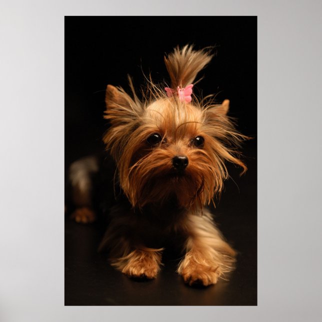 Yorkshire Terrier Portrait Poster (Front)