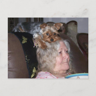 Yorkshire Terrier post card
