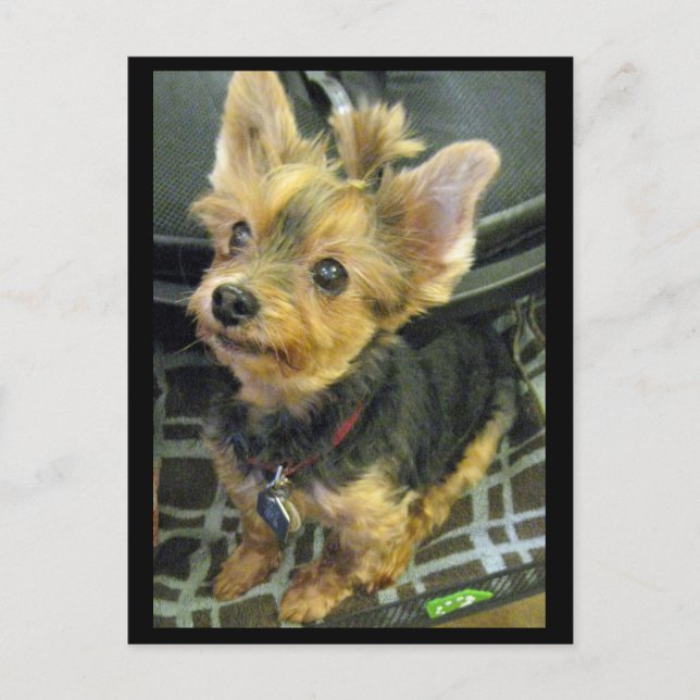 Yorkshire Terrier Postcard (Front)