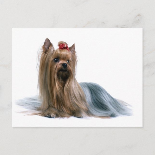 Yorkshire Terrier Postcard (Front)