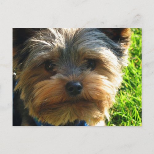 Yorkshire Terrier Postcard