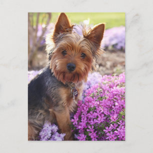 Yorkshire Terrier Postcard