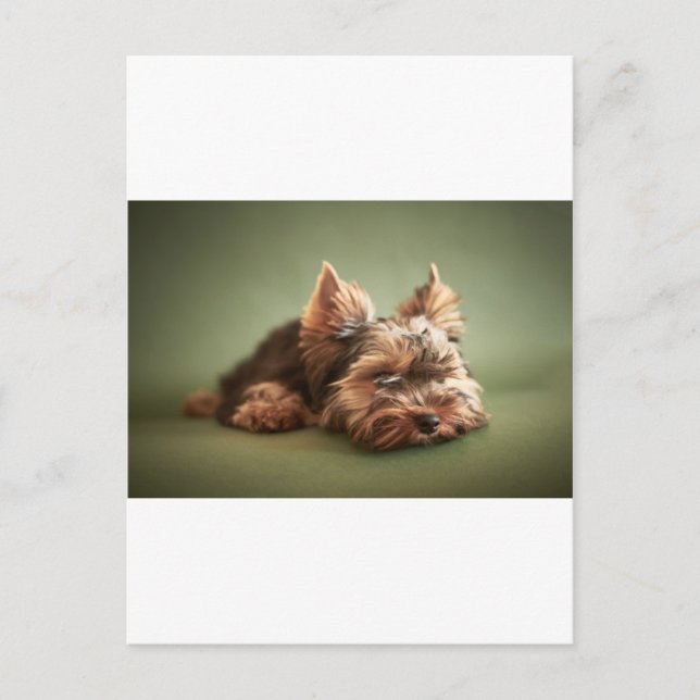 Yorkshire Terrier Postcard (Front)